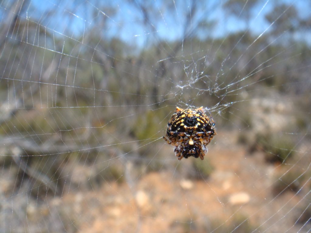 Christmas …….  Spiders